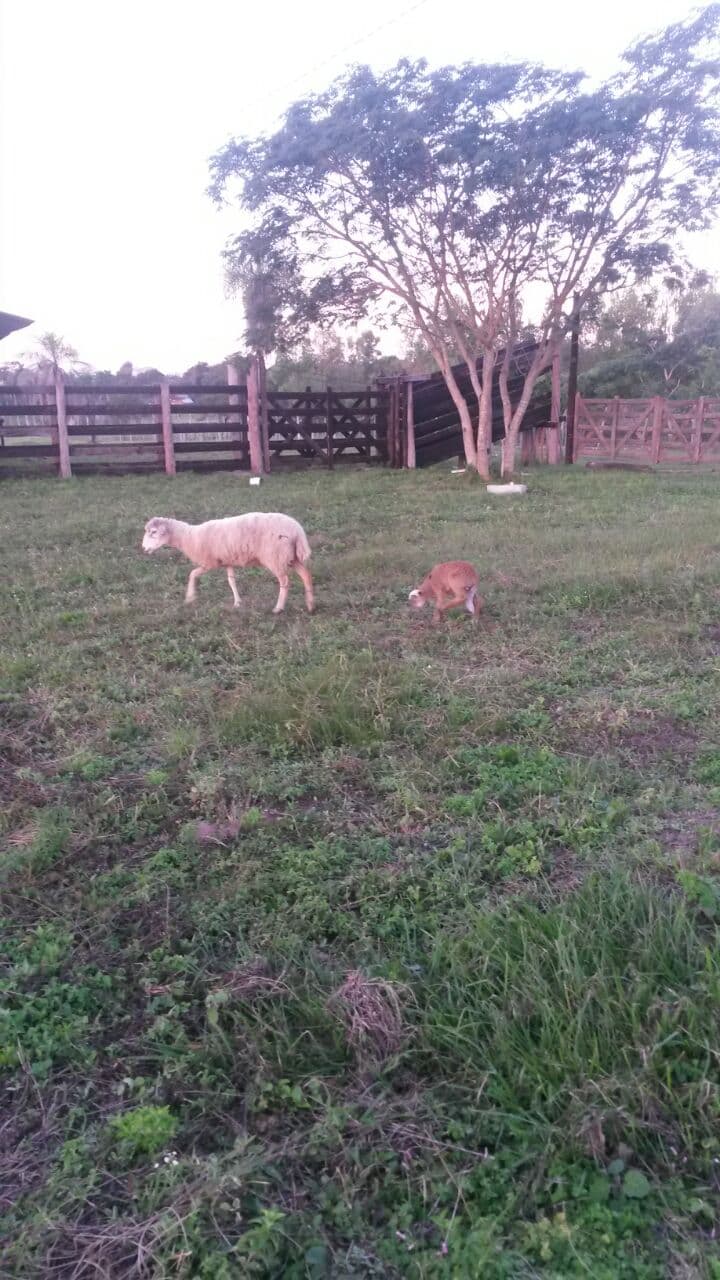 Quinta de 7 has en loma grande, foto 2