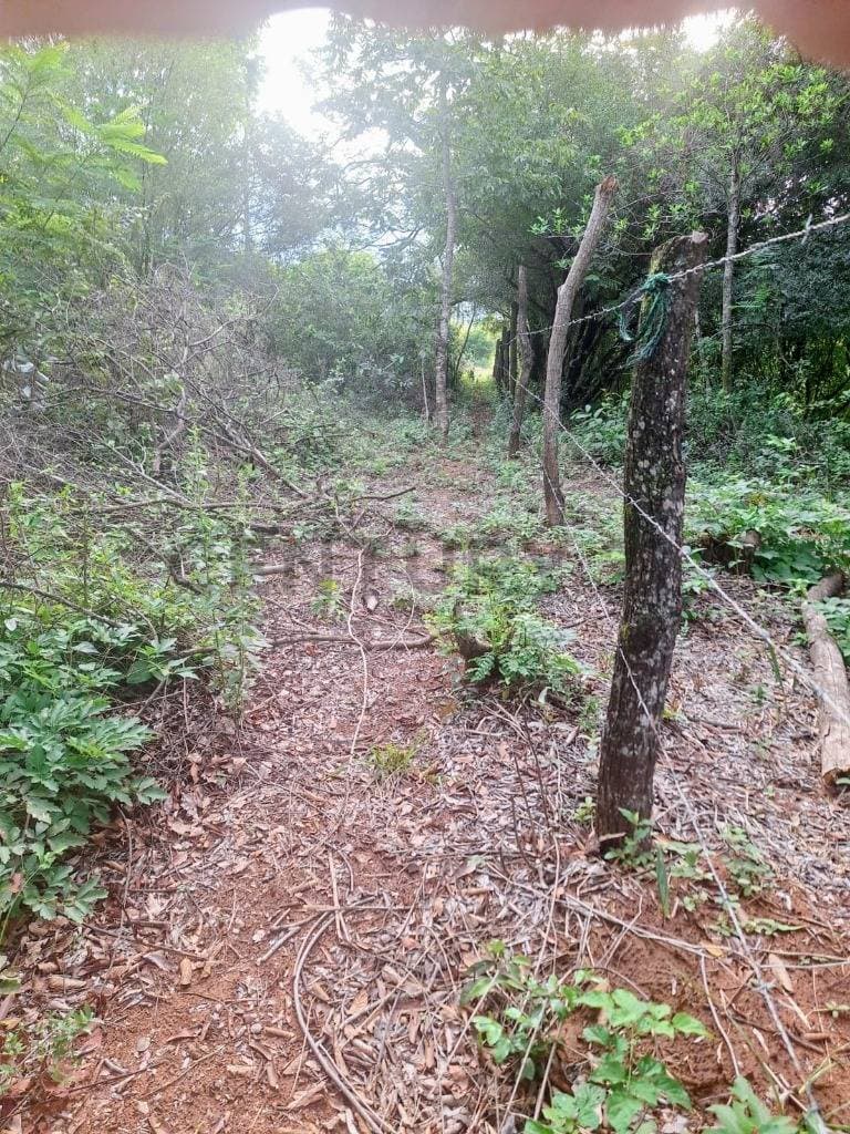 Atención Inversionistas vendo 12 Hectáreas en Nueva Colombia, foto 3