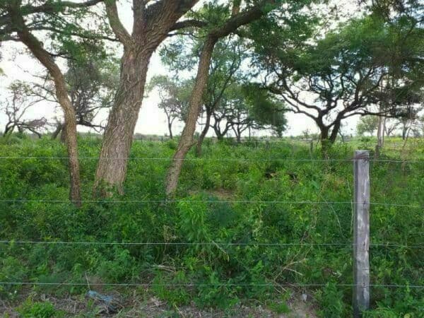Terreno en venta ciervo cua, San Bernardino — foto 4