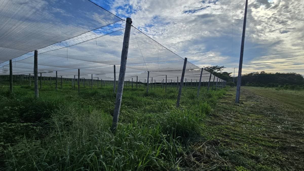 De Inmueble Rural Agrícola Ganadero En Itacurubí De La Cordillera, foto 5