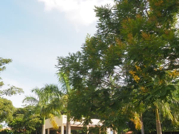 Amplia y arbolada casa quinta en Capiatá - km21, foto 4