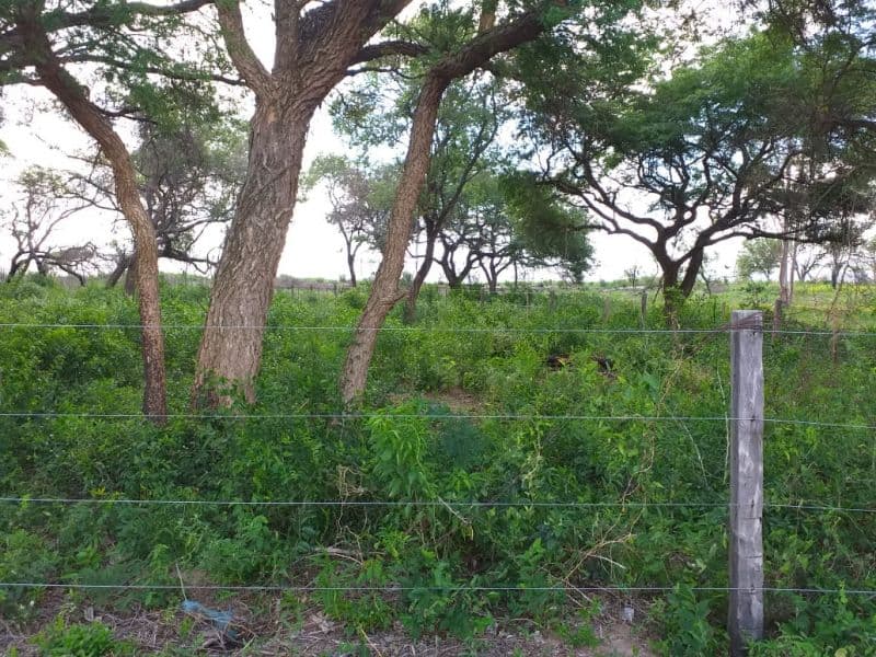 Lote EN venta, foto 4