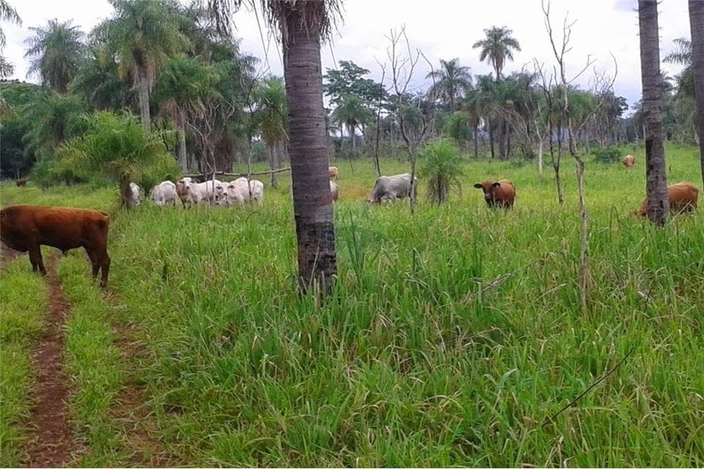 Campo en paraguari mbuyapey 167 ha, foto 4