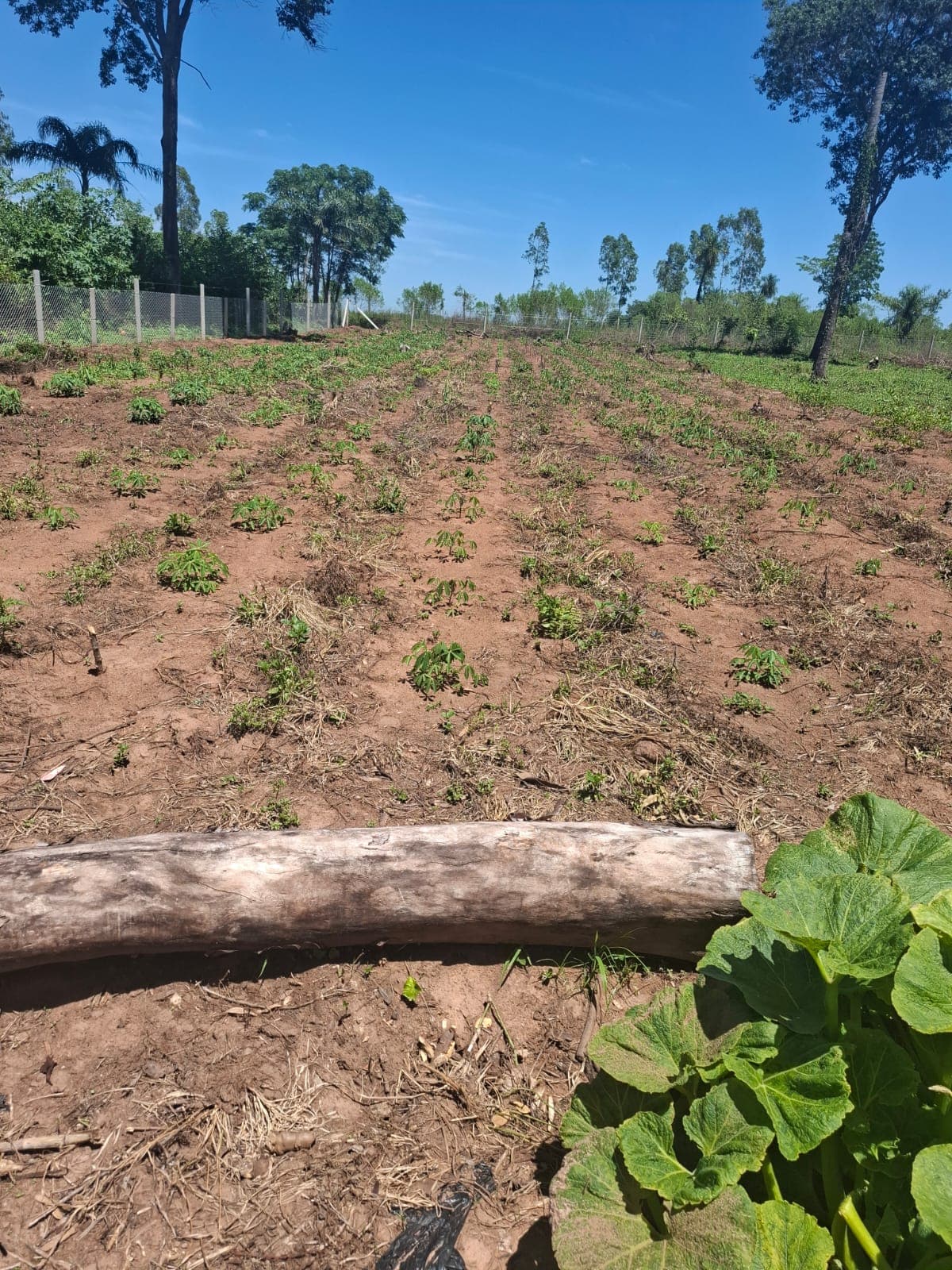 Propiedad De 6 Hectareas En Nueva Italia 140 Millones Por Hectareas — foto 2