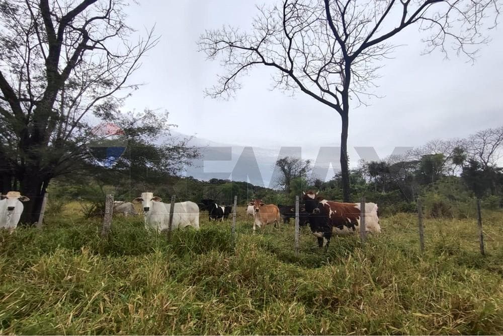 14 hectareas en yaguaron paraguari, foto 1