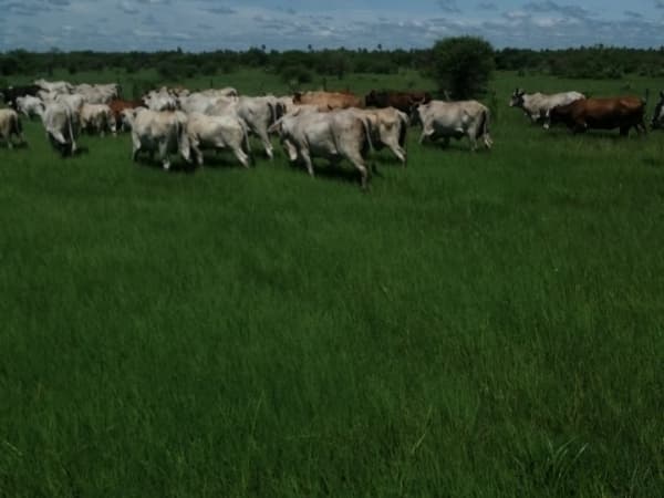 ¡vendo estancia en pdte. Hayes!, foto 3