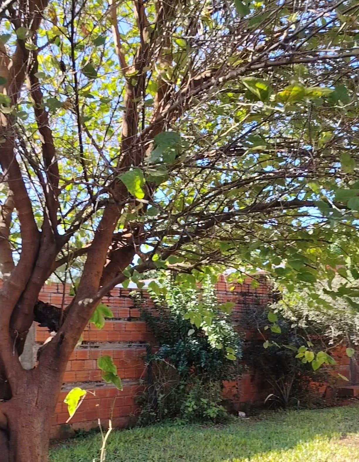 casa apmplia en la ciudad de Ñemby Caaguazu, foto 5