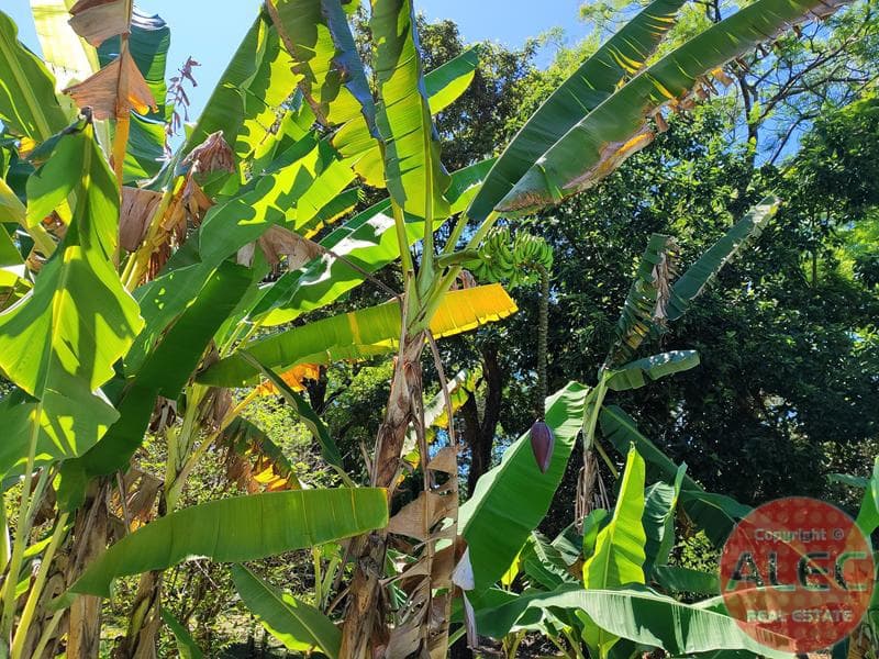 Dueño Vende Paraíso Verde De 4,200 M2 Con Piscina En Areguá — foto 5