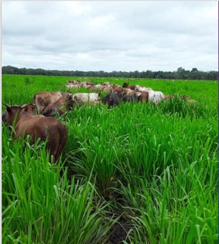 Estancia de 20.000 Hectáreas en la Zona Este de Alto Paraguay-CLCS7606330 — foto 4