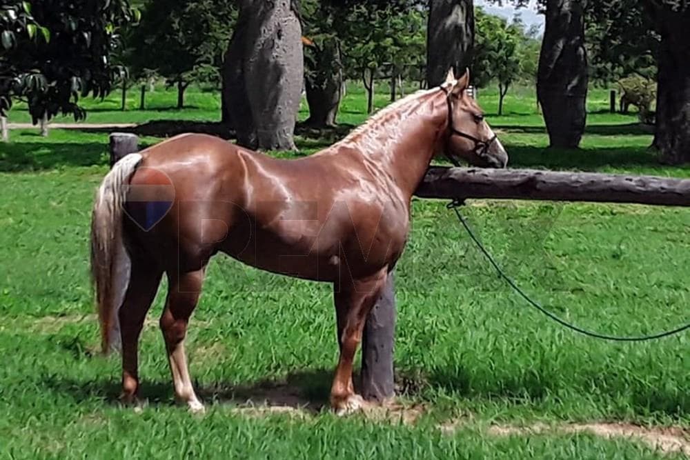 Estancia/Campo - Venta - Bahia Negra, Alto Paraguay, Paraguay, foto 3