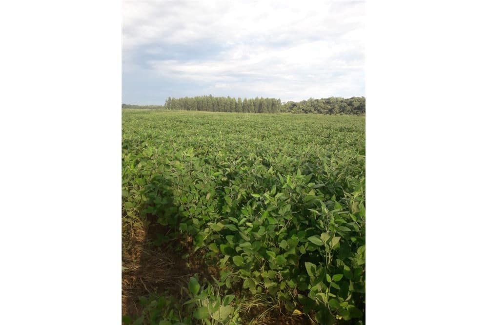 Campo productivo en san juan nepomuceno, foto 4