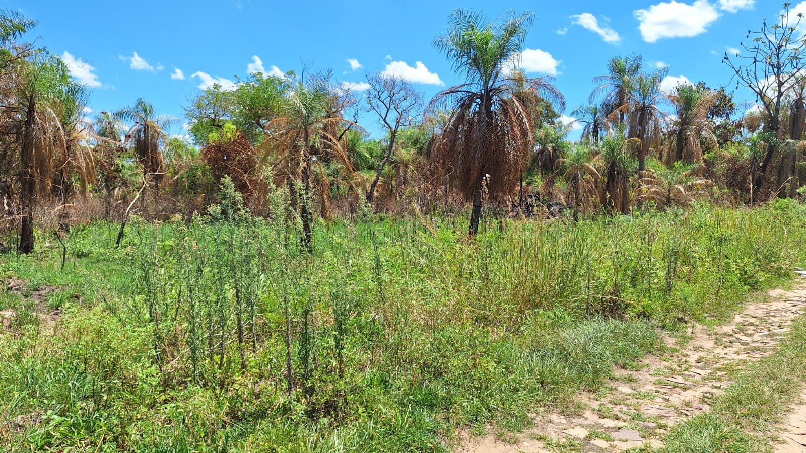 En venta – Terreno arbolado en San Bernardino – Zona Ciervo Cuá, foto 2
