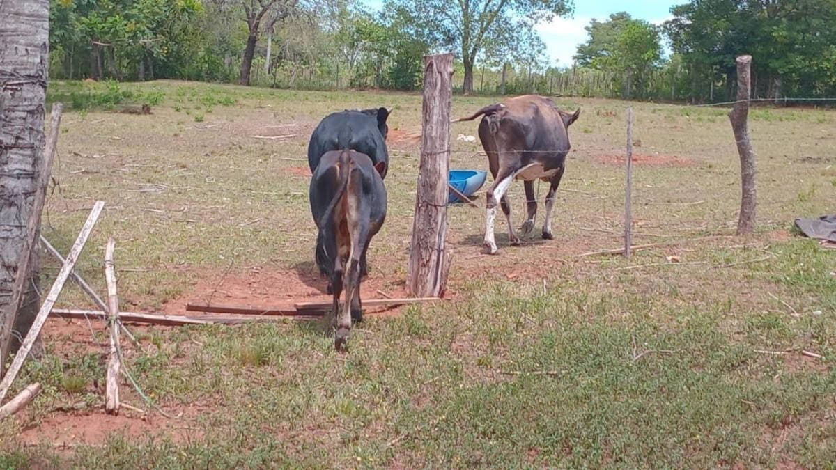 Hermosa granja de 5 has en piribebuy, foto 5