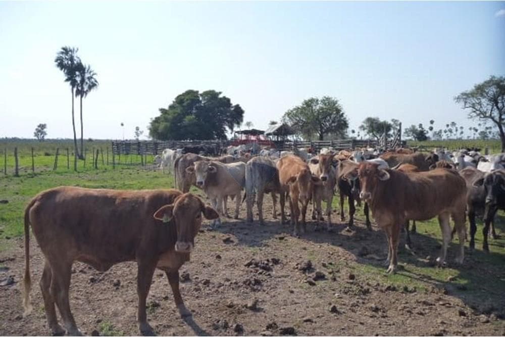 Estancia de 731 HA en Pte. Hayes - Ruta 12 - Ideal Cría y Recría Ganadera, foto 5