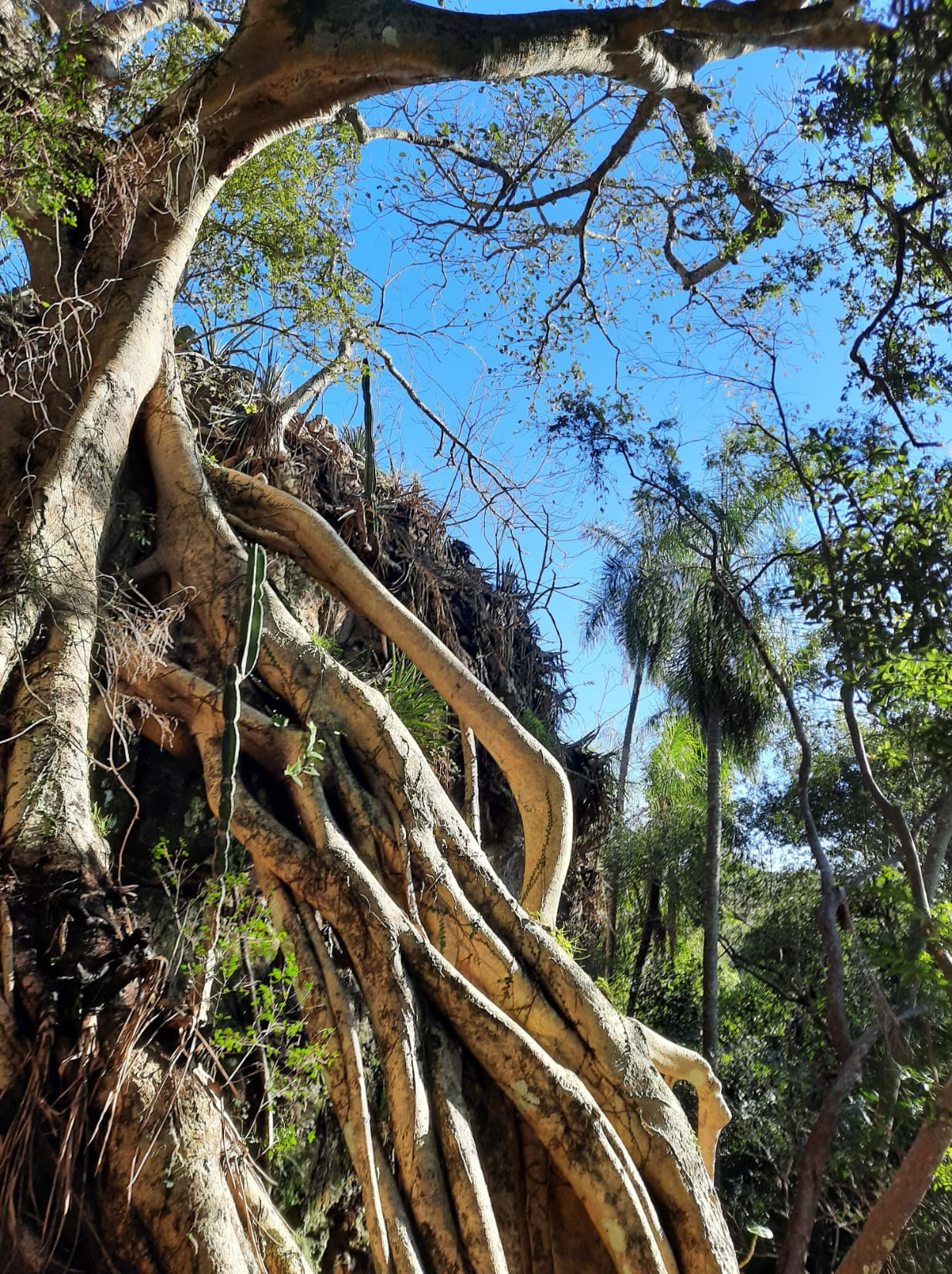 ???? Paraíso natural "eco-felicitas" en venta en paraguay ????, foto 4