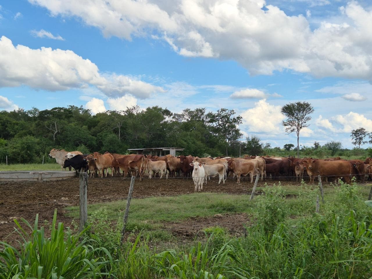 Estancia productiva en bahia negra chaco paraguayo