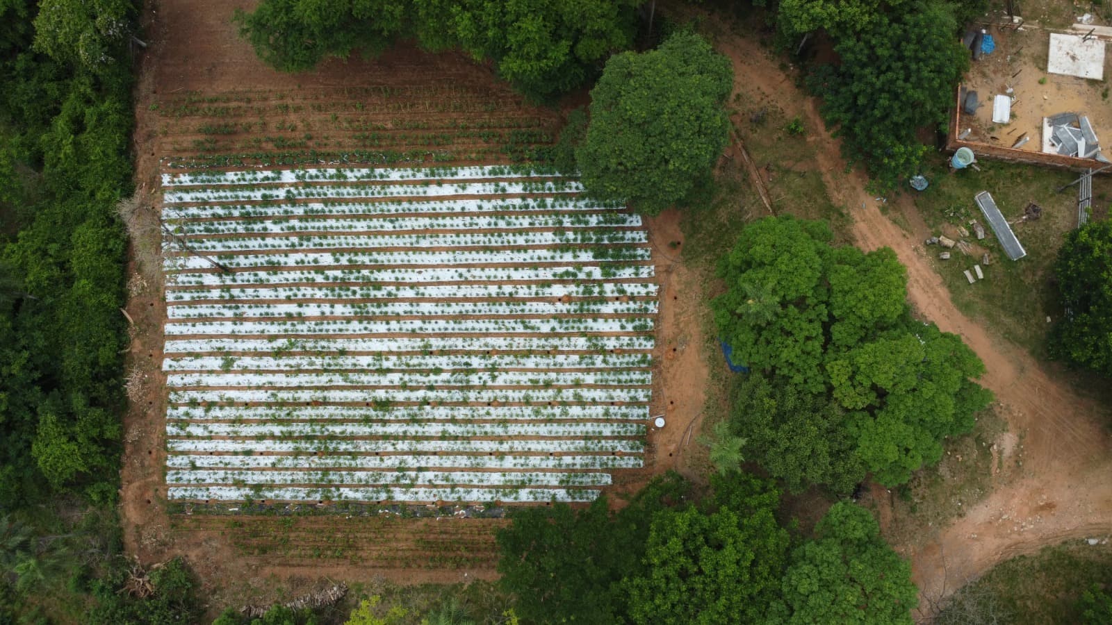 Granja Avícola En Altos — foto 5