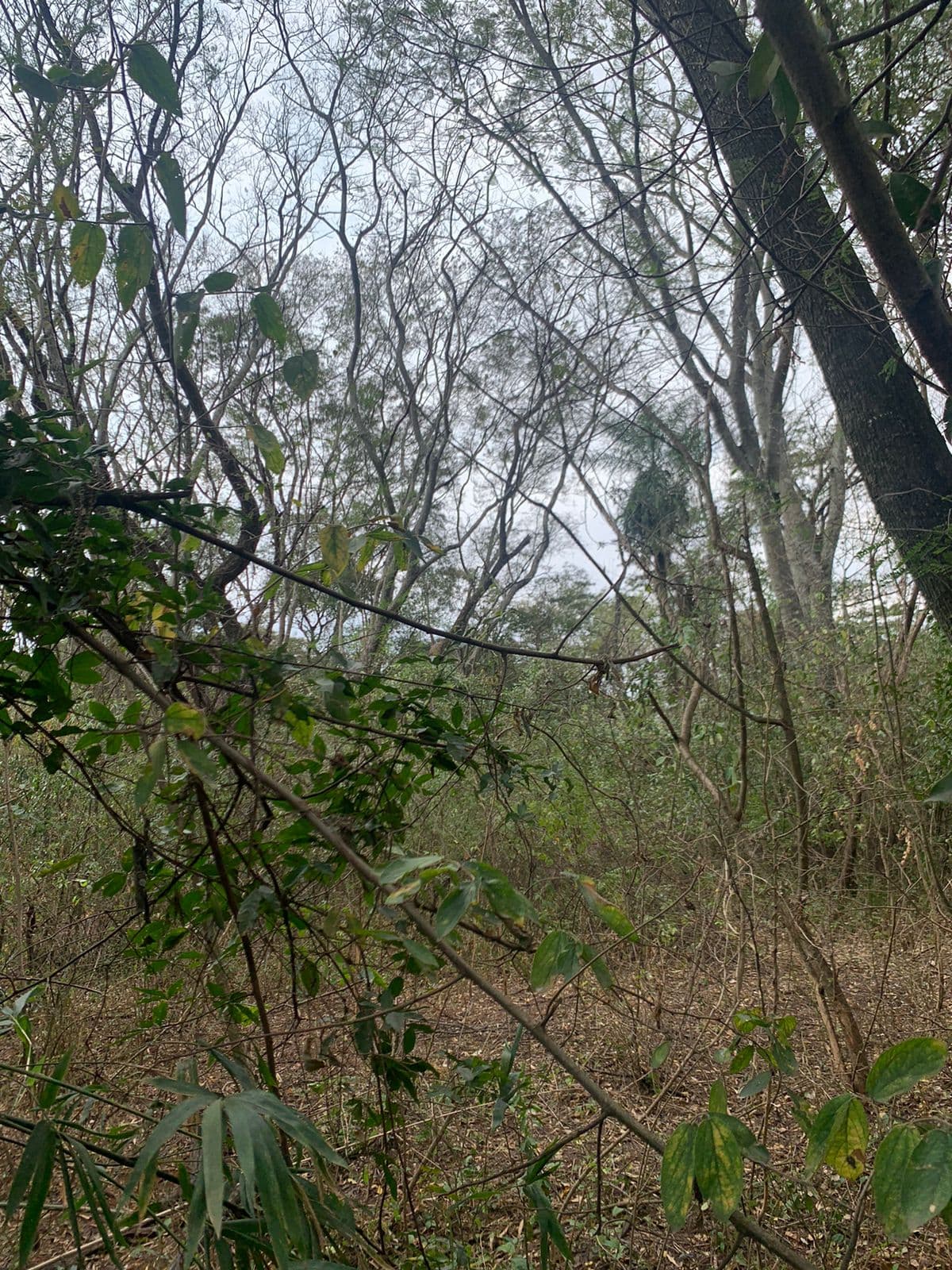 Terreno sobre el rio san antonio, foto 5