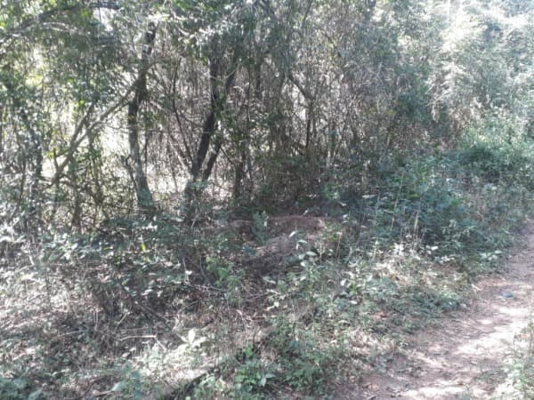 En venta – Terreno de 10 hectáreas en Areguá, Yuquyry, foto 2