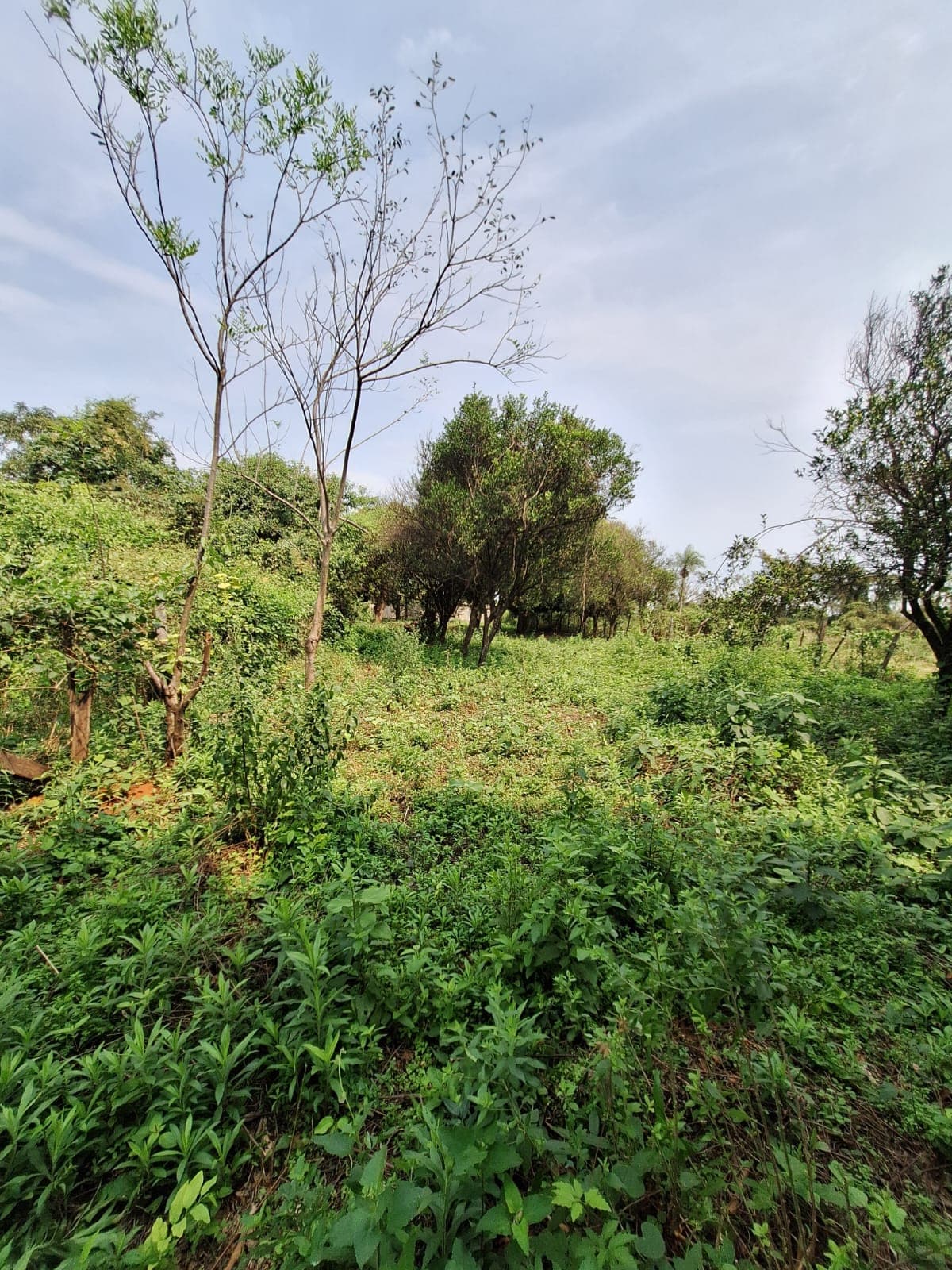 3 Terrenos en Kokue Guasu, Areguá Zona Quinta el Escape - LLA6412961, foto 3