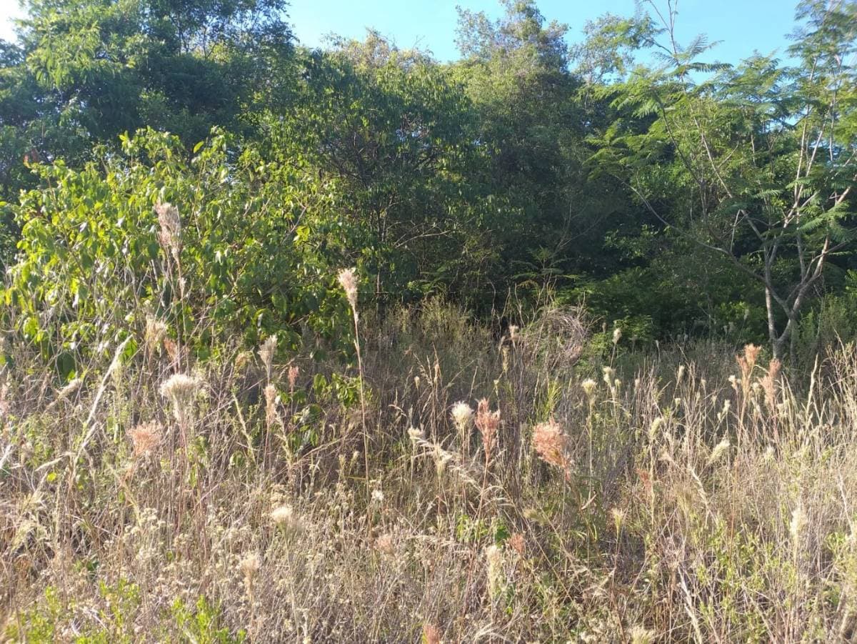 Atención Inversionistas vendo 12 Hectáreas en Nueva Colombia, foto 4