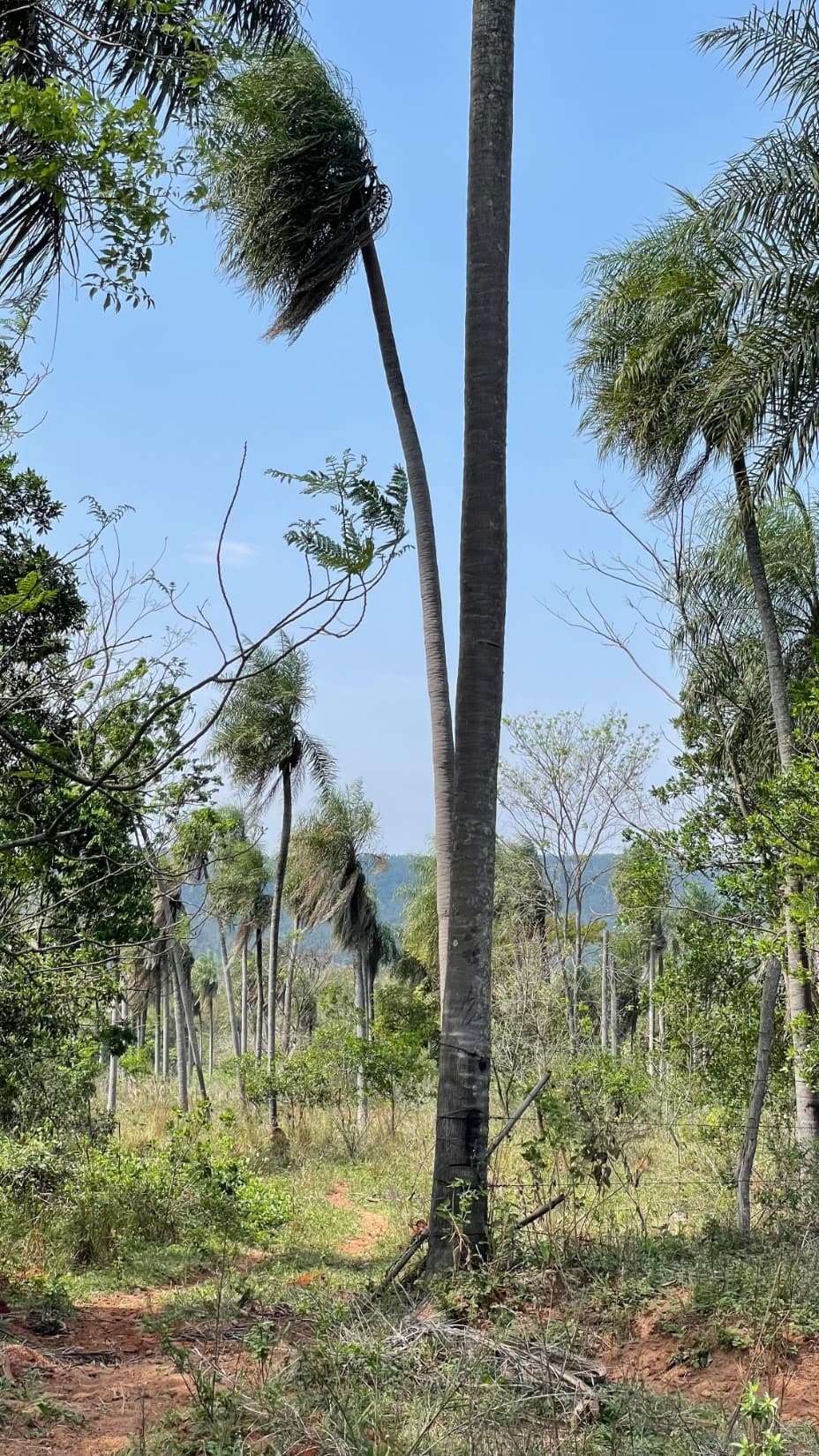 8,6 Hectáreas En Ytumi - Caacupé A 3 Km Aprox De Ruta 2, foto 5