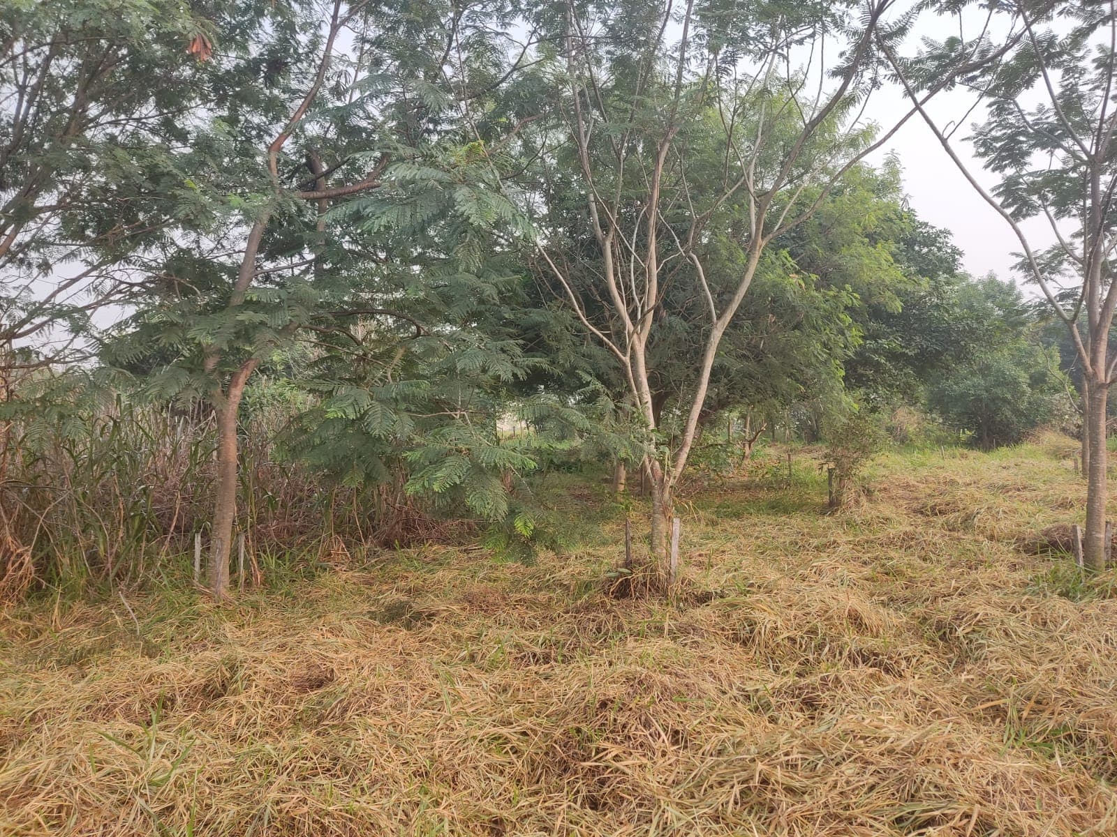 Surubi'I - Zona Privilegiada - 1300 M2 — foto 5