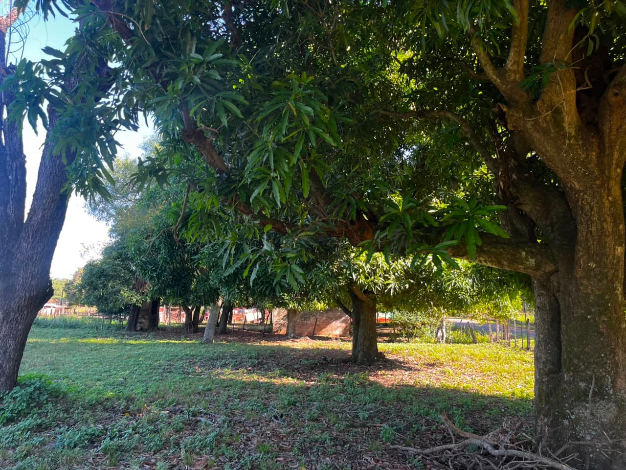 Terreno en venta de 1424 m2 sobre asfalto en Nueva Italia, foto 5
