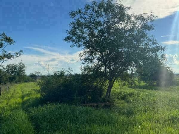 Propiedad en arroyos y esteros – 48 hectáreas (16 hectáreas de pasto)*, foto 3