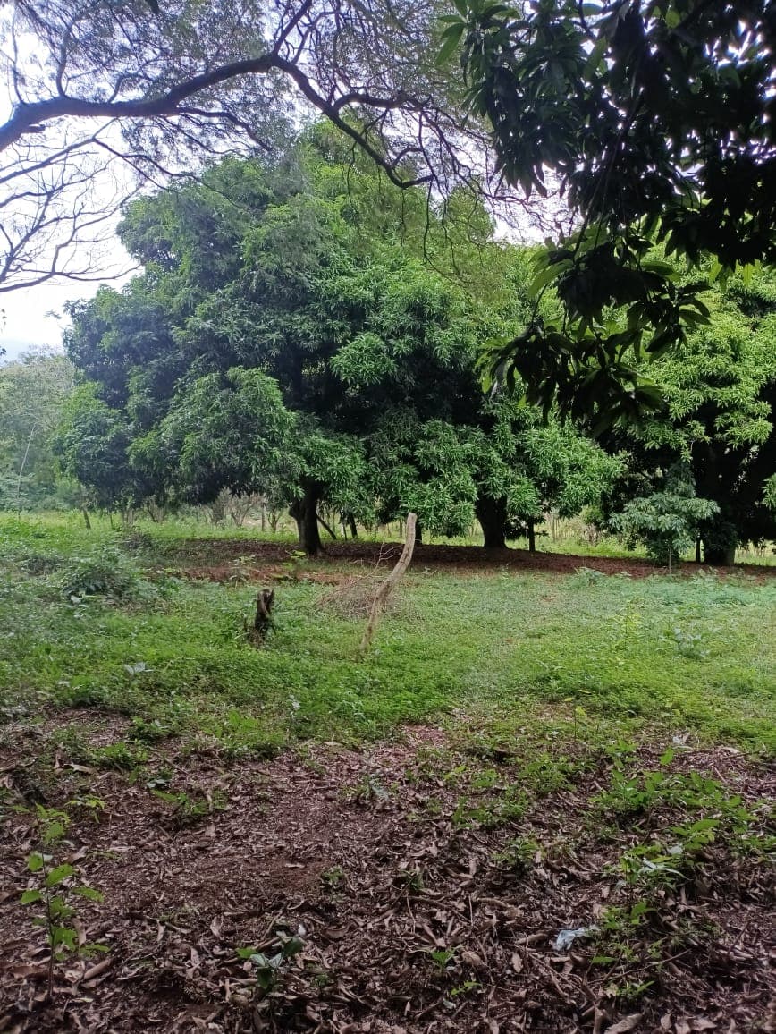 Terreno En Caacupe Cerro Real sobre ruta2 y la nueva circumbalacion — foto 3