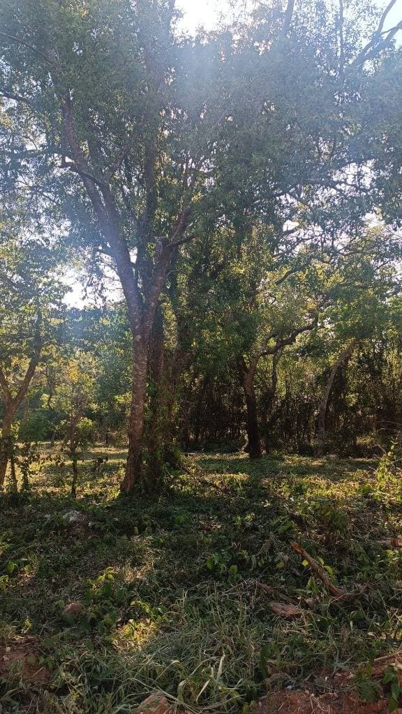 Terreno en San Bernardino, foto 2