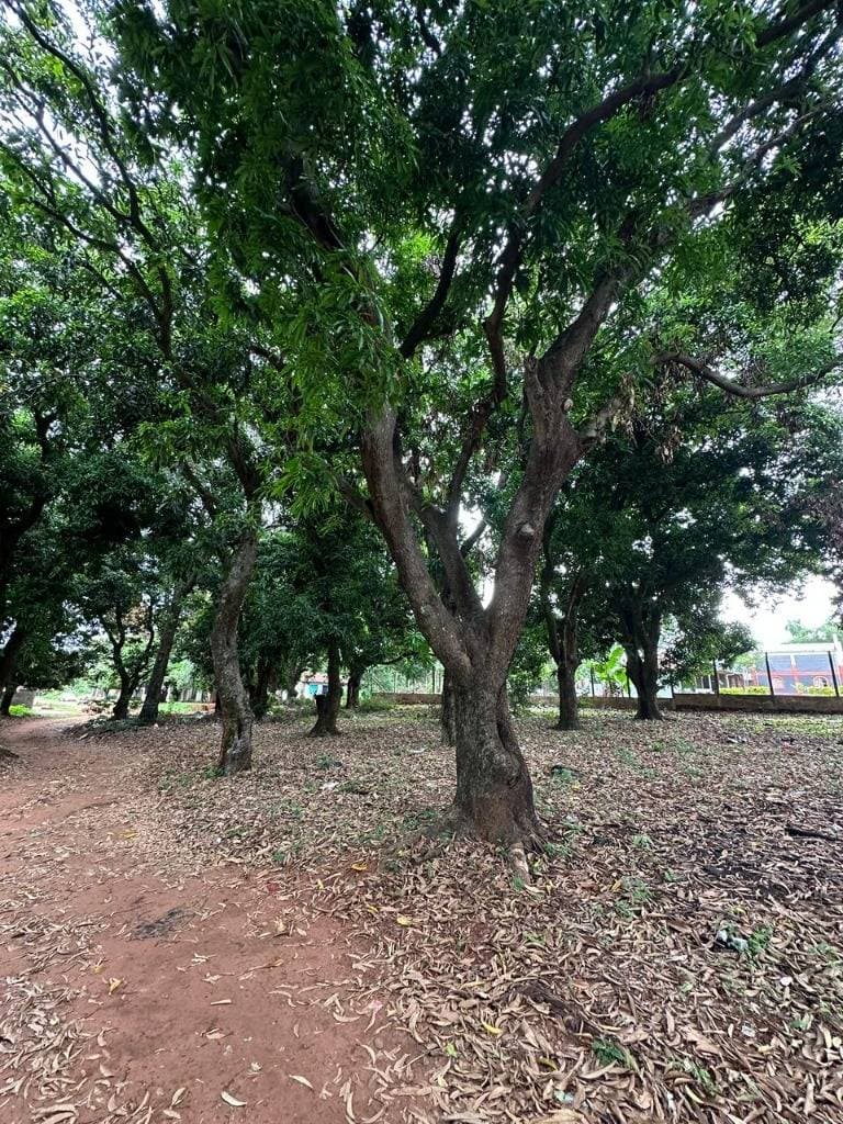 Terreno en Ñemby, foto 4