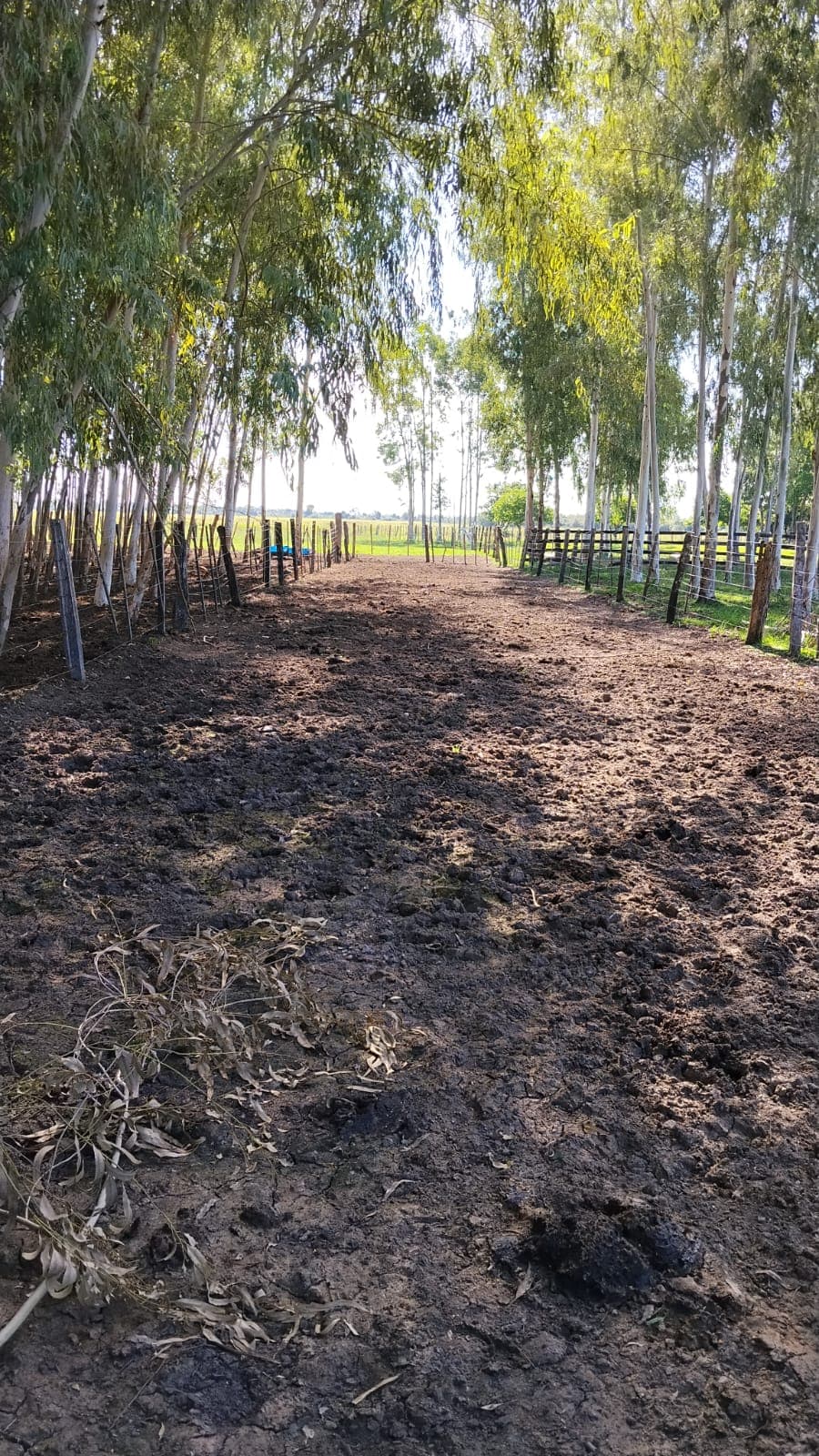 Estancia/campo de 2.880.694 m2 en arroyos y esteros en venta, foto 2
