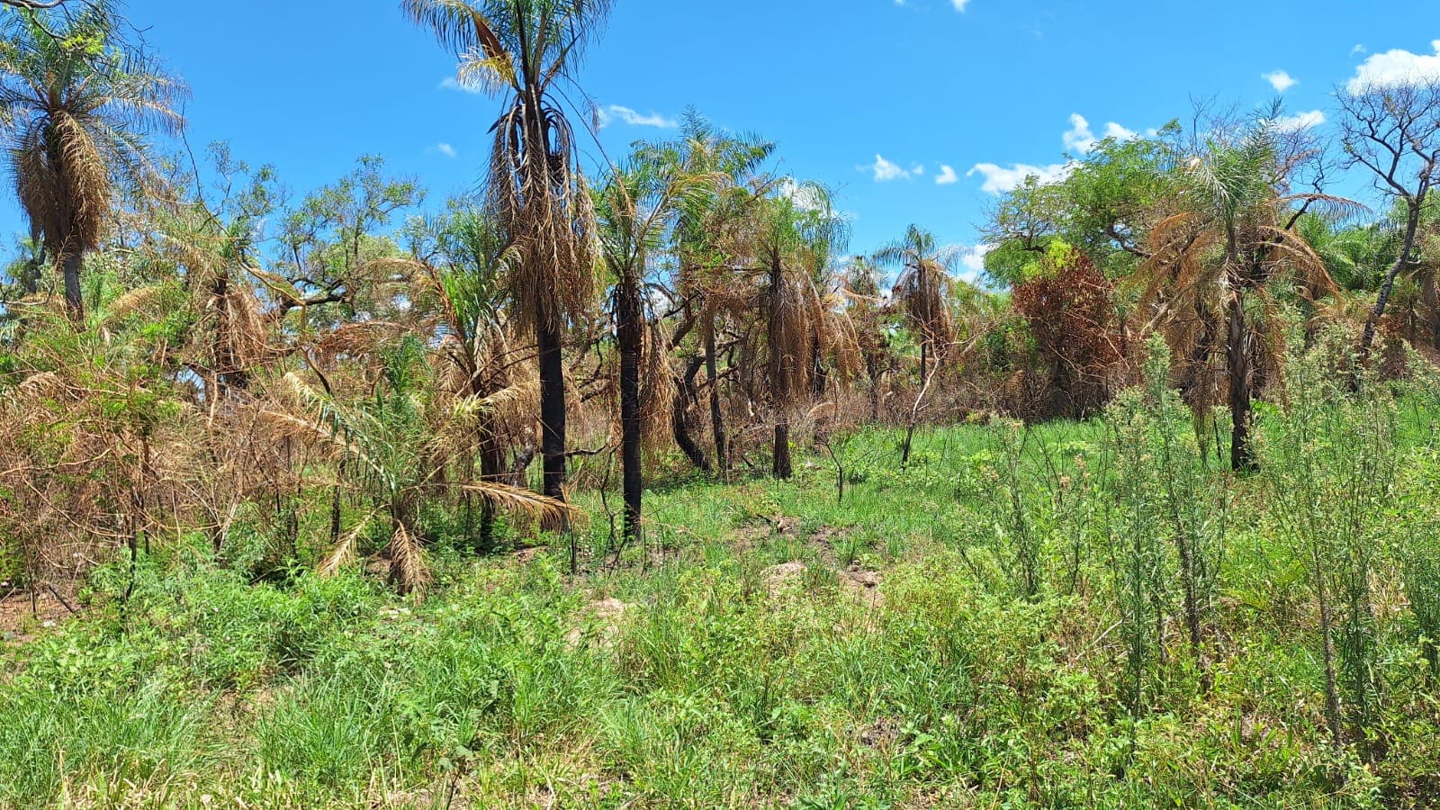 En venta – Terreno arbolado en San Bernardino – Zona Ciervo Cuá, foto 1