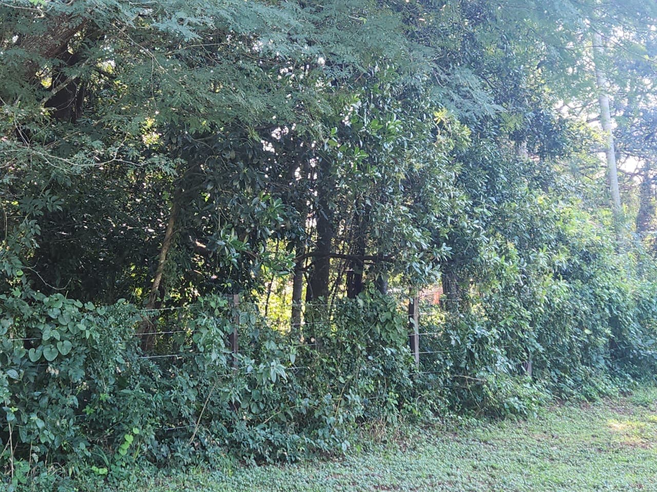 Terreno en la ciudad de Altos, foto 3