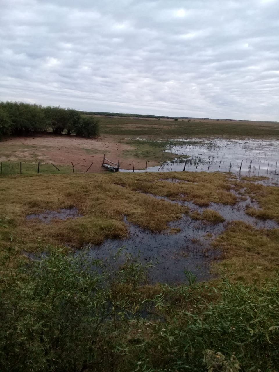 Campo De 921 Hectáreas P/ Cria Ganadera En Tte Esteban Martinez — foto 4