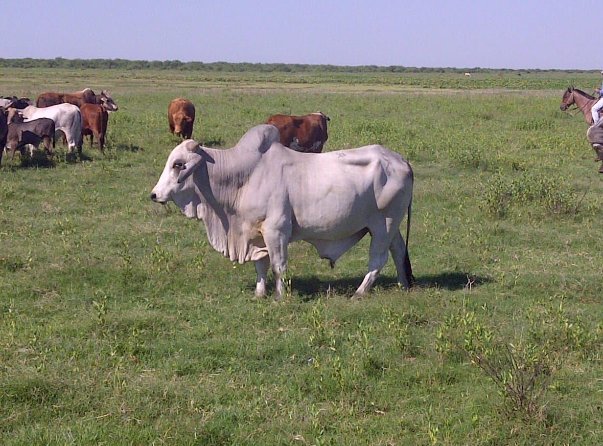 Campo De 921 Hectáreas P/ Cria Ganadera En Tte Esteban Martinez — foto 5