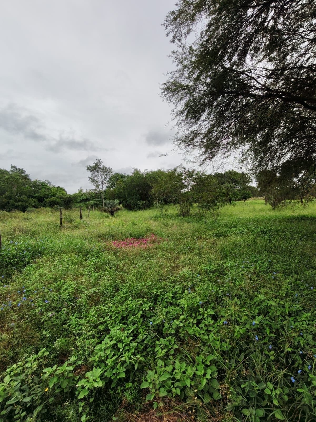 Vendo Terreno Chaco'I Nueva Aduncion