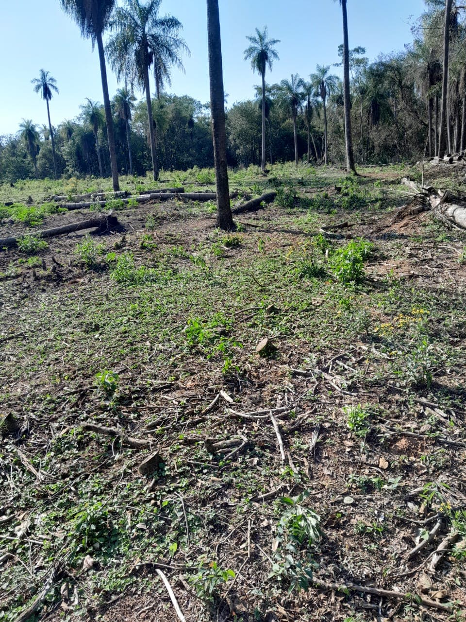 propiedad de 2 hectáreas en Atyra Ideal para granja, foto 3