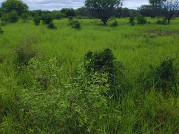 Estancia en el chaco, foto 4