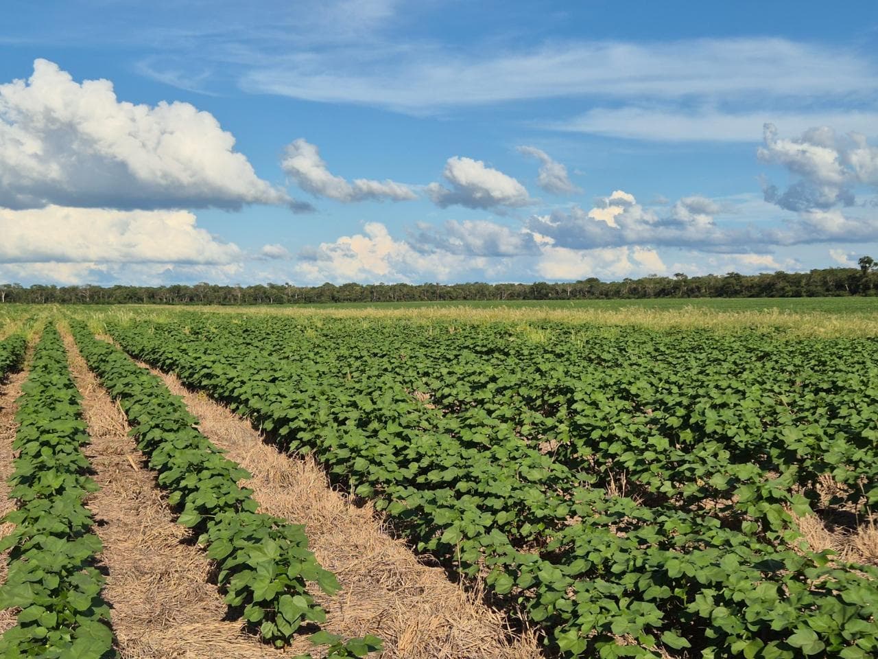 Estancia productiva en bahia negra chaco paraguayo, foto 2