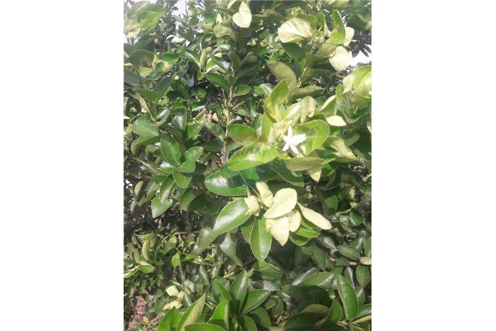 Vento Campo de 87 has en San Juan Nepomuceno, foto 5