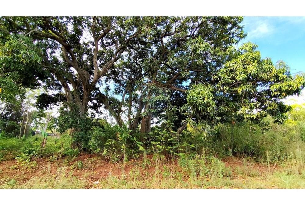 Terreno en Venta: Luque