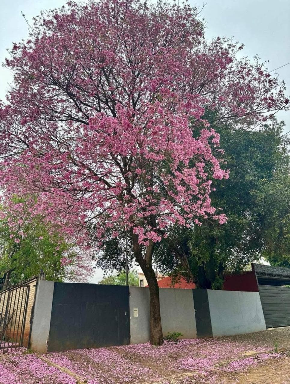 Terreno en venta en Campo Grande Luque, foto 2