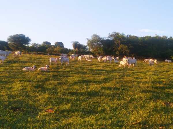 De propiedad rural en quiindy, foto 1