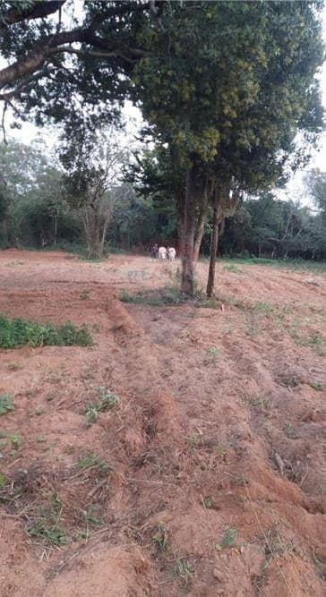 Granja De 4 Has. Y 5.000 M2. En Carapegua, foto 2