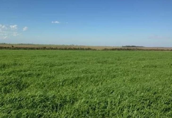 Campo de 9.258 Hectáreas en Capitán Bado, Amambay-CLCS5526278, foto 5