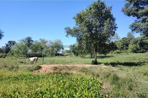 Terreno - Venta - Nueva Germania, San Pedro, Paraguay, foto 4
