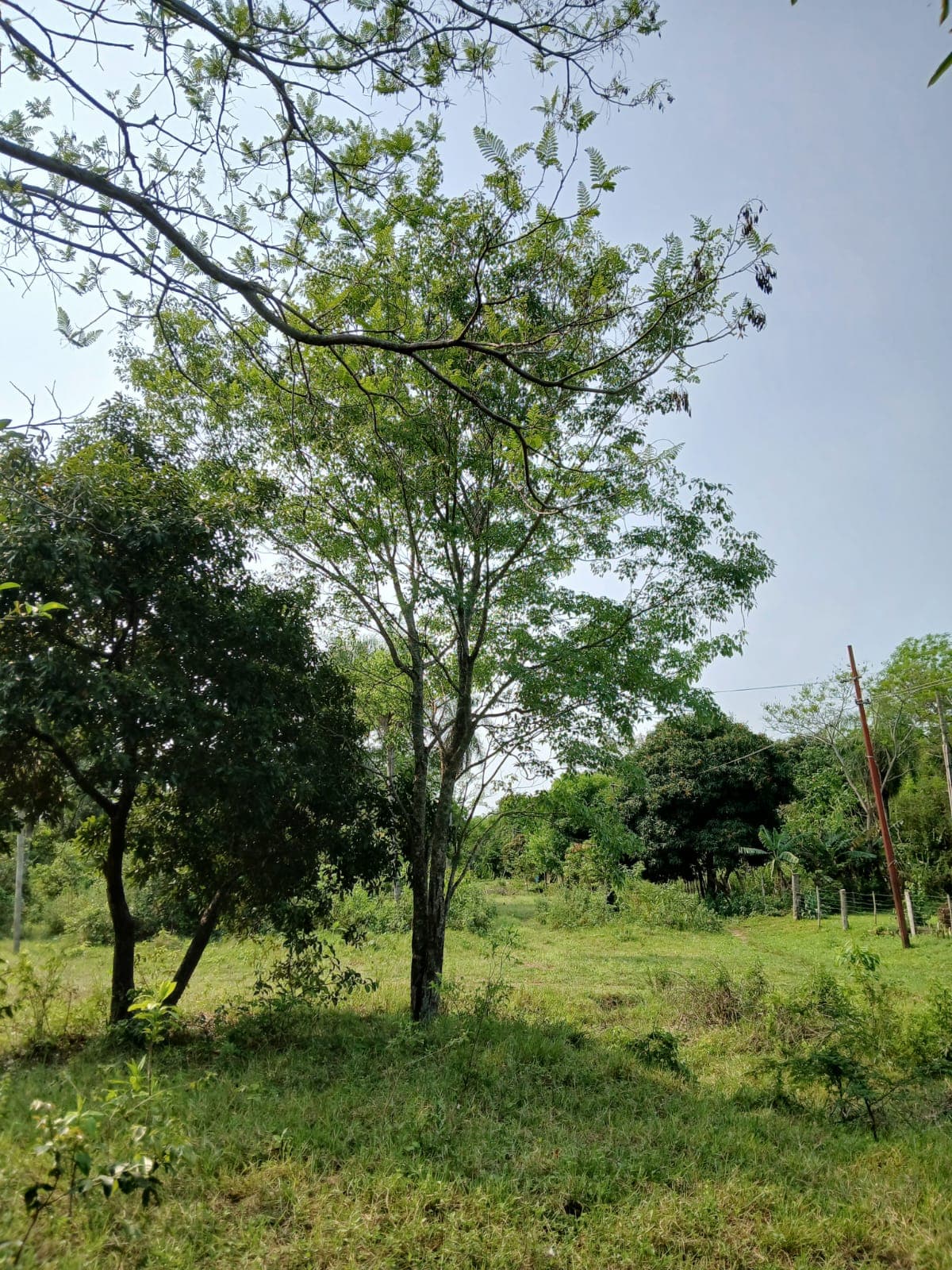 Terreno en la ciudad de altos, foto 4