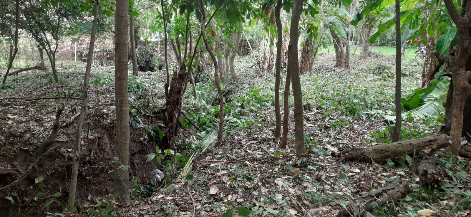 En venta 4 terrenos juntos en San Ber zona céntrica!, foto 4